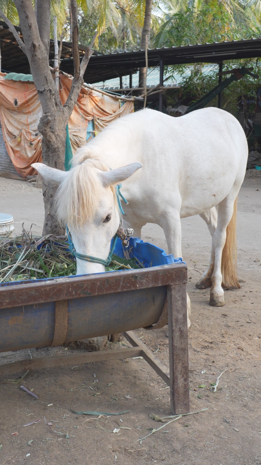 Farm animals experience